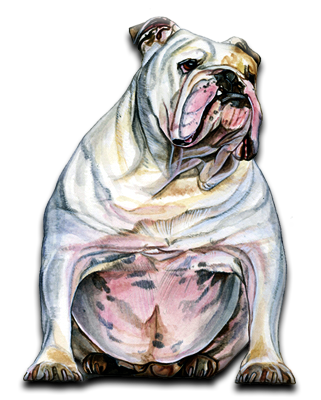 Bulldog