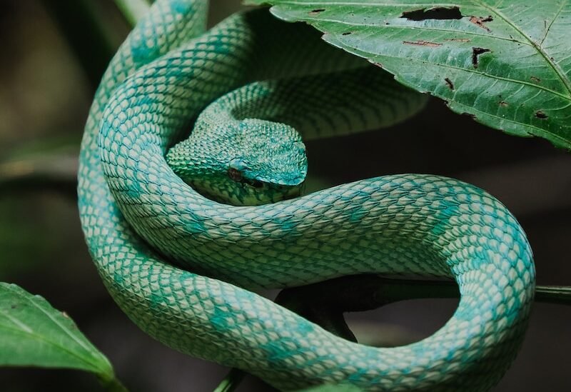a green snake is curled up on a leaf
