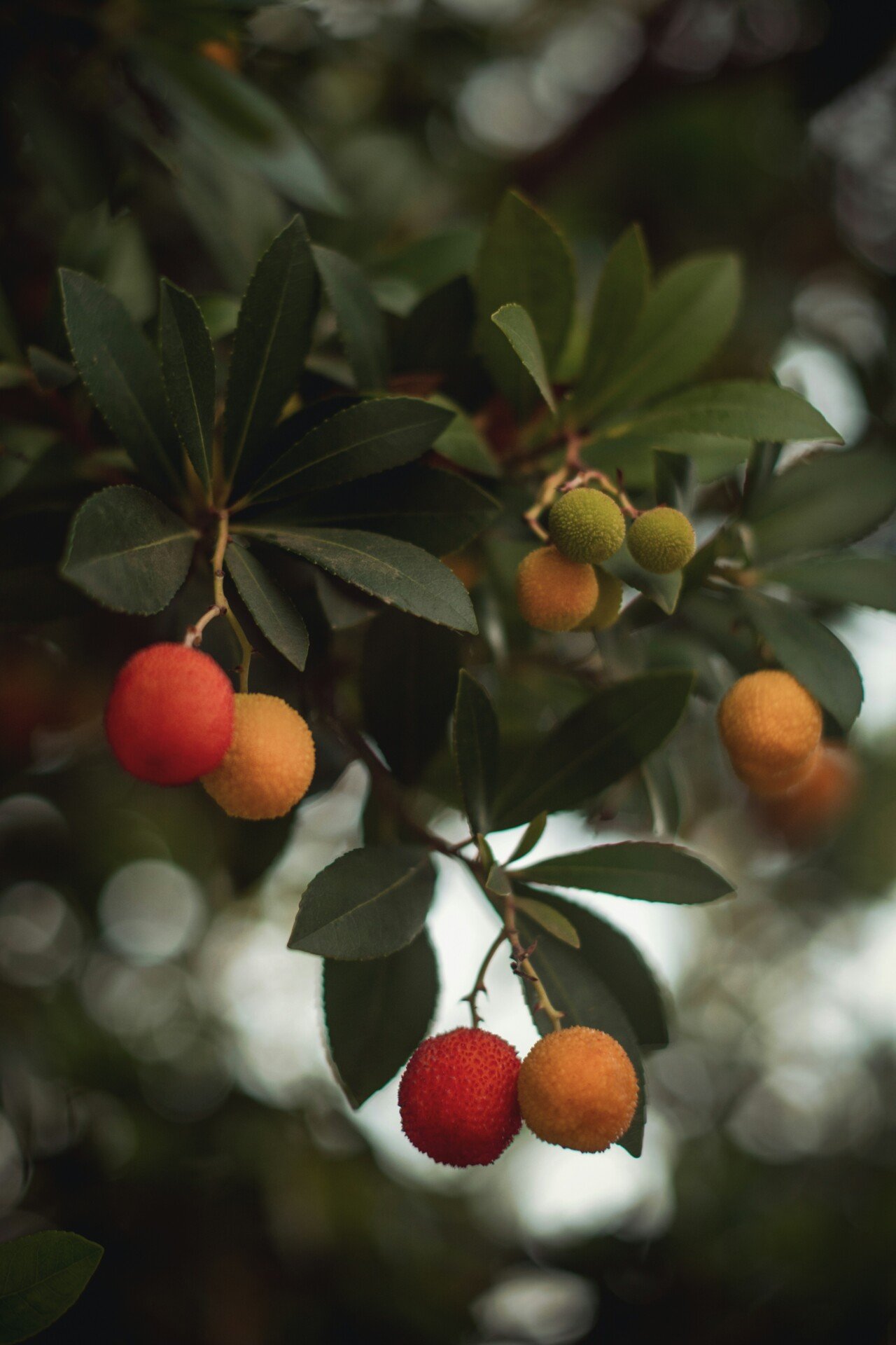 orange fruits on tree during daytime